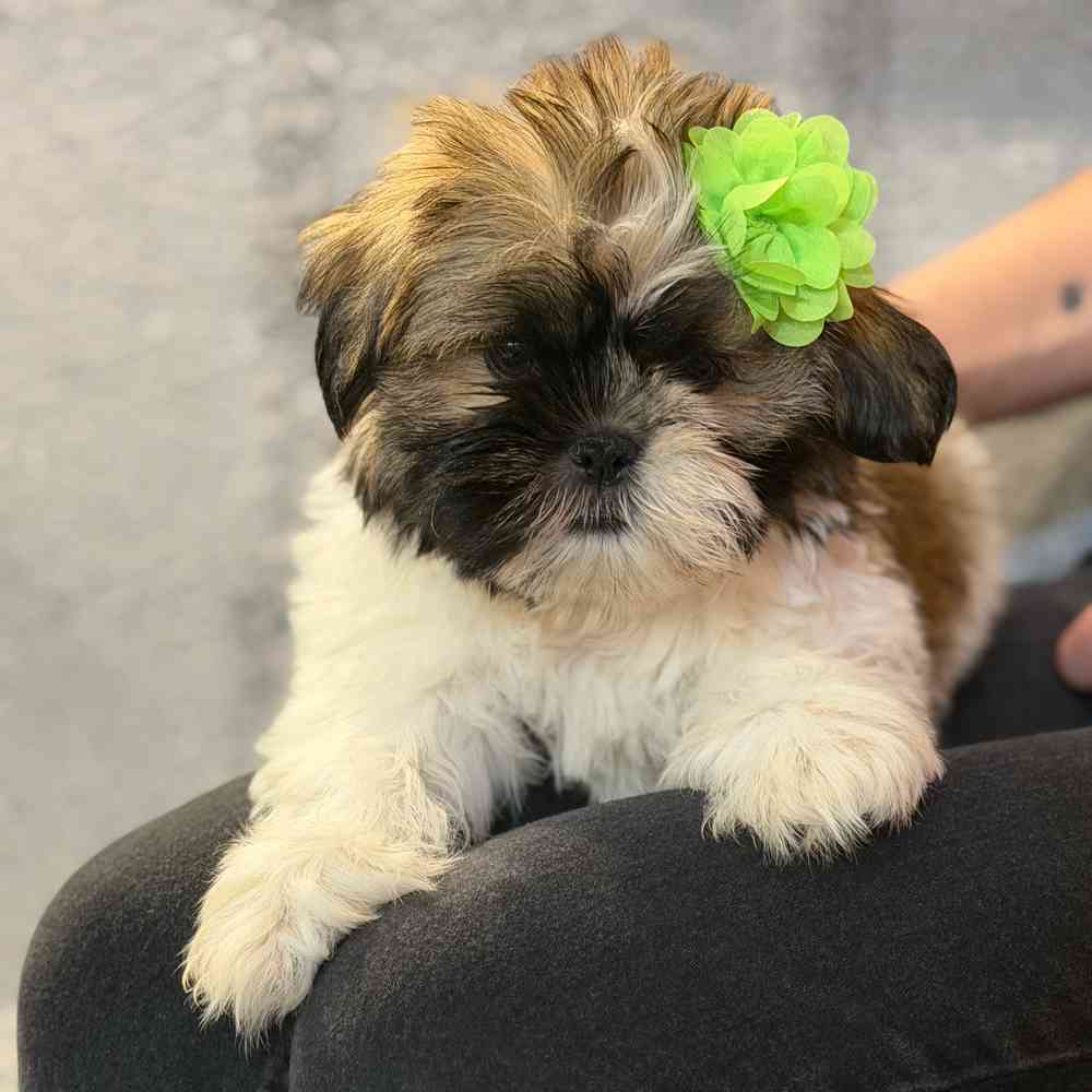 Image of a pet breed in the gallery