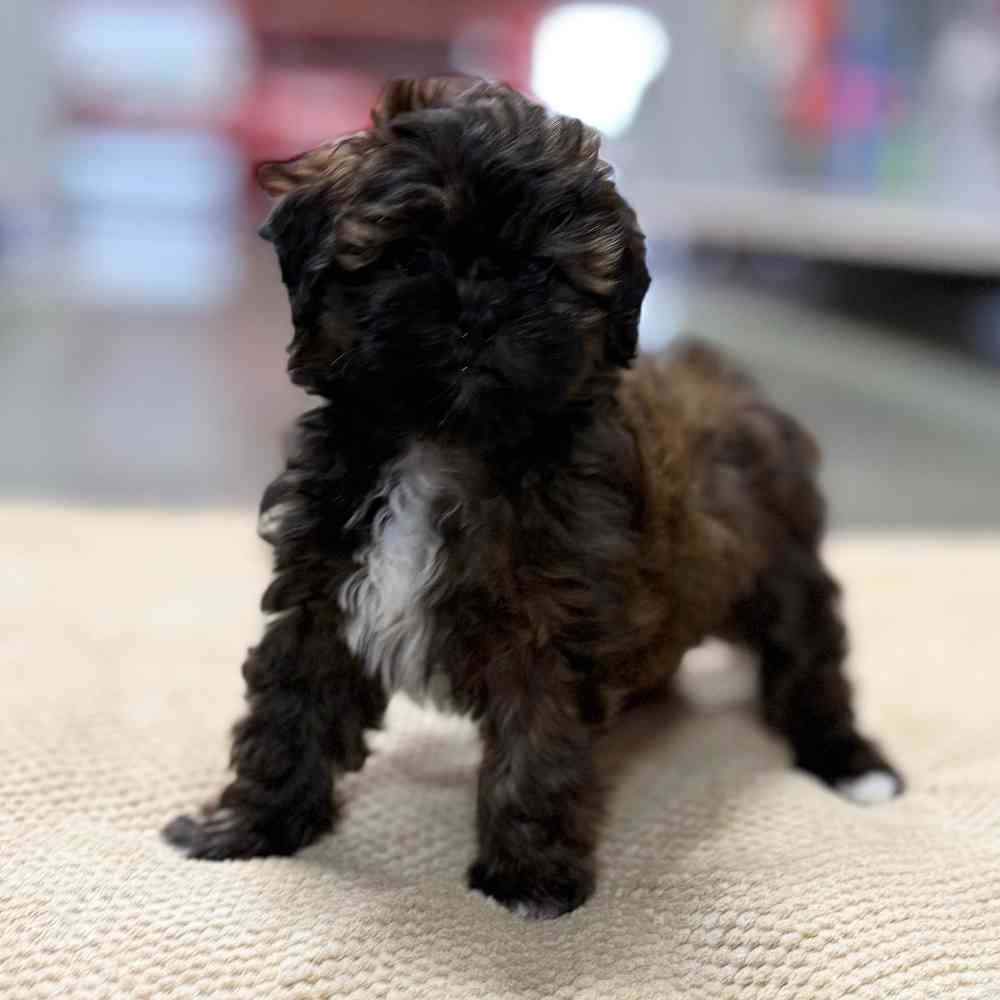 carousel pet images