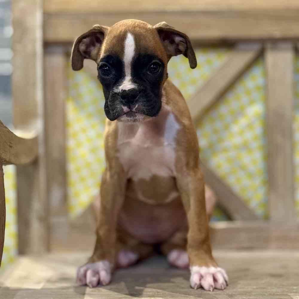 pet breed image
