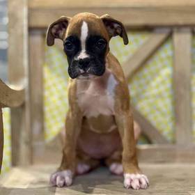 Boxer