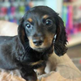Dachshund