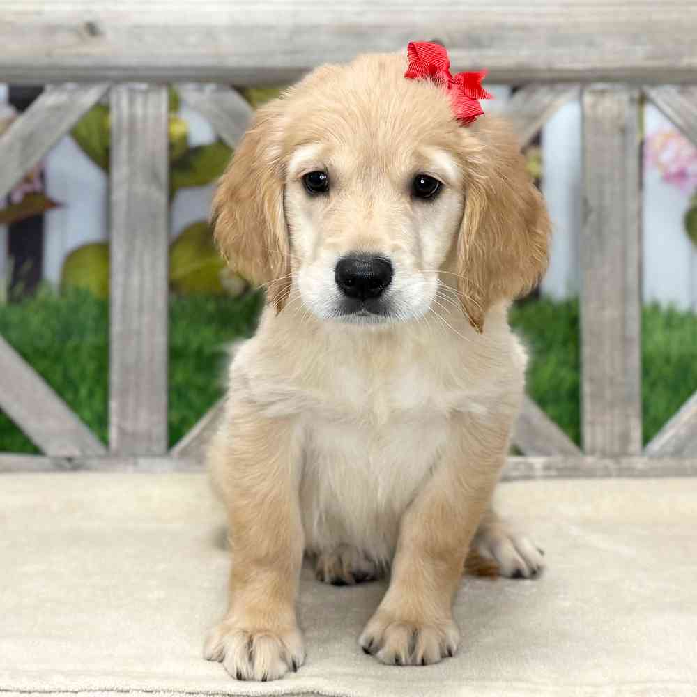 Image of a pet breed in the gallery