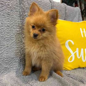Pomeranian