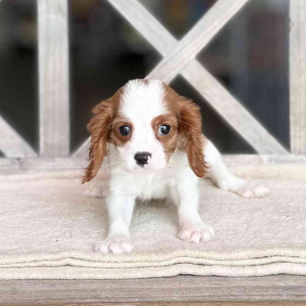 pet breed image