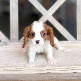 Cavalier King Charles Spaniel