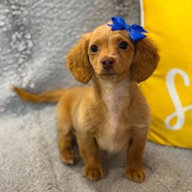Dachshund