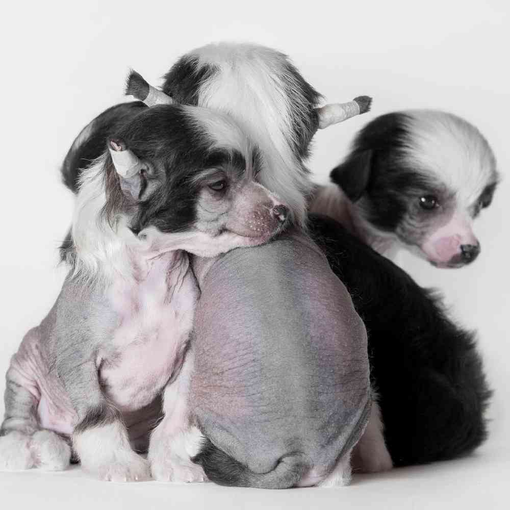 carousel pet images