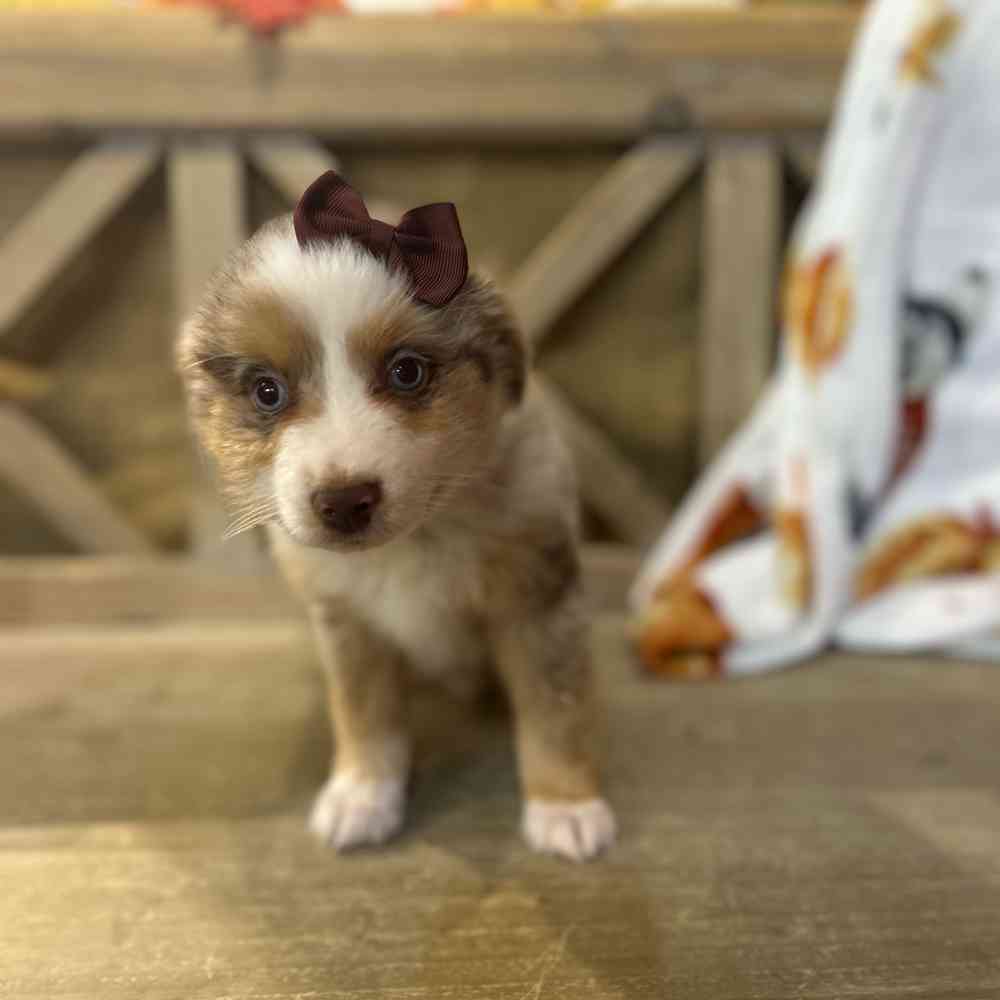 carousel pet images