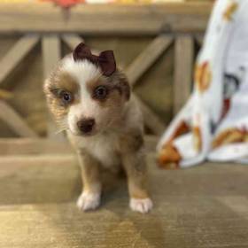 Toy Australian Shepherd 