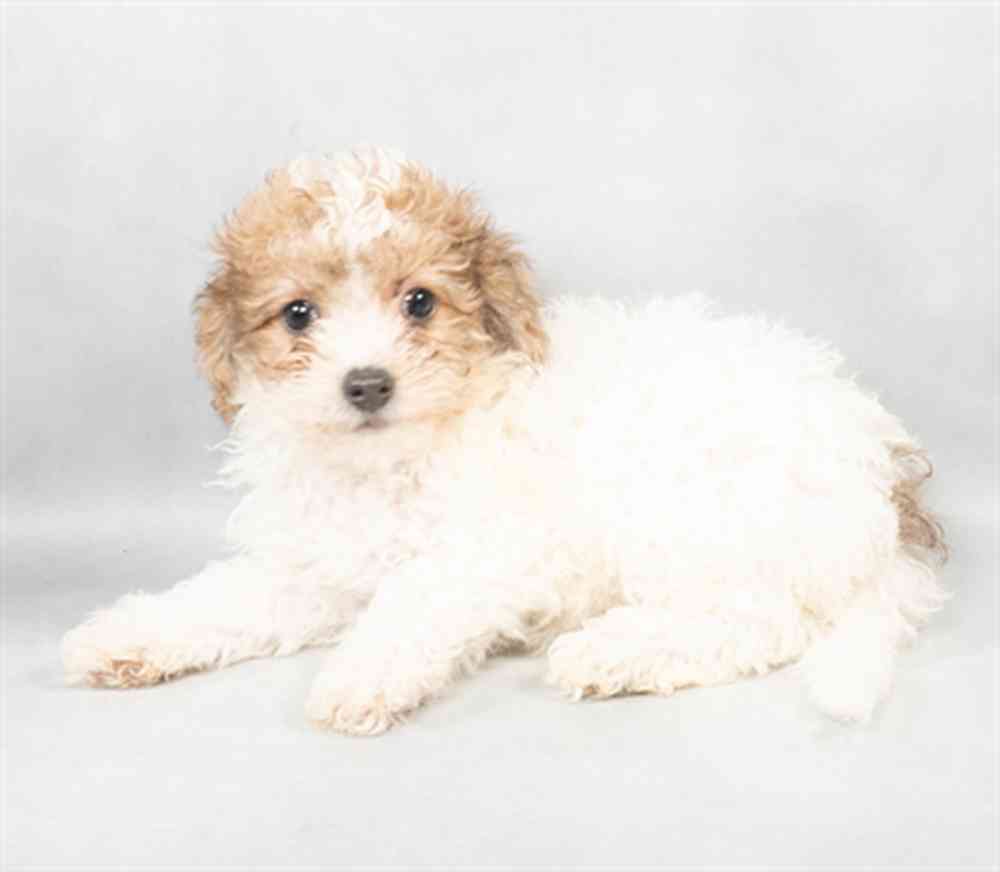 Image of a pet breed in the gallery