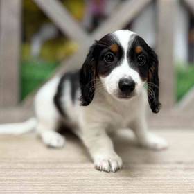 Dachshund