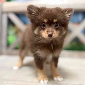 Pomeranian