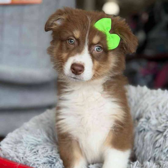 Hazel
