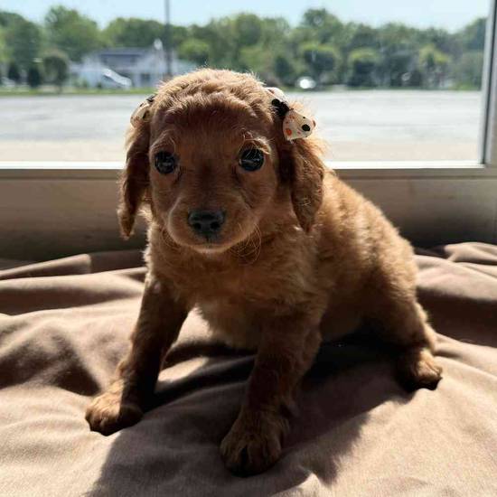 Frankie