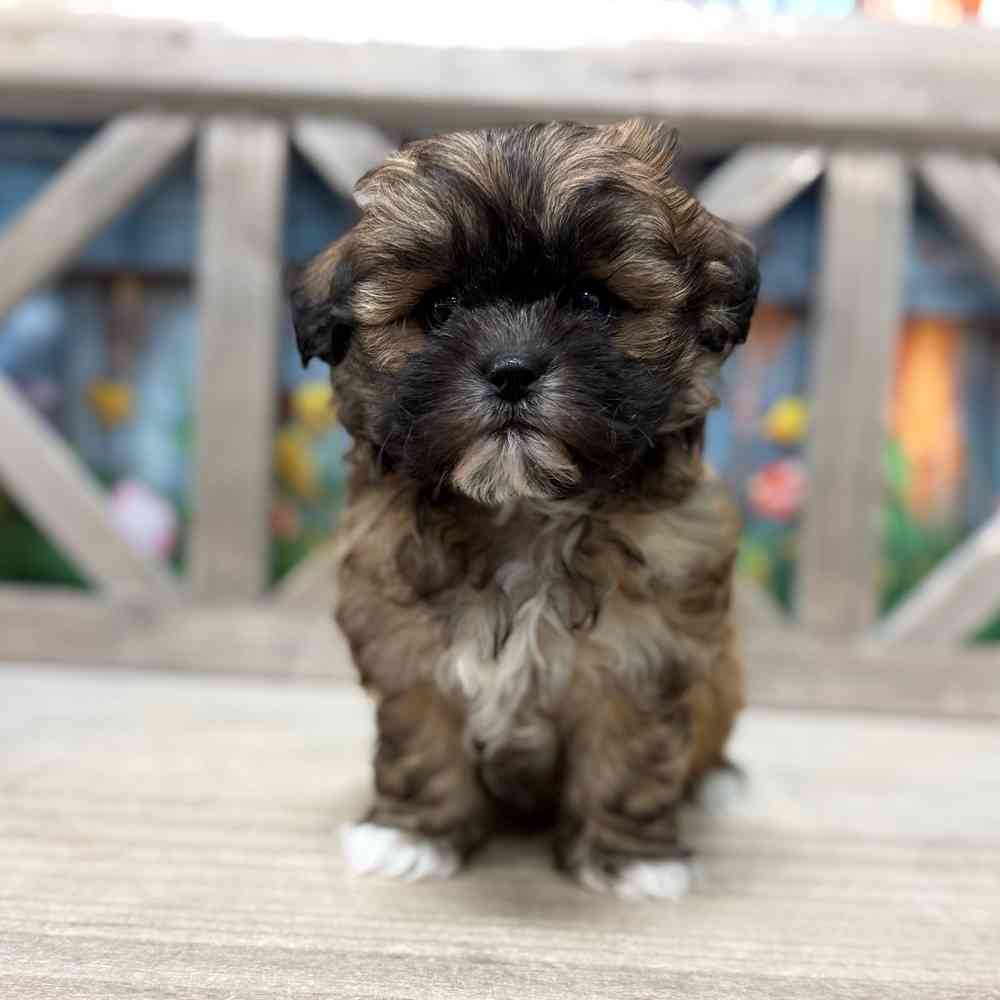 Image of a pet breed in the gallery