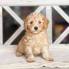 Poodle