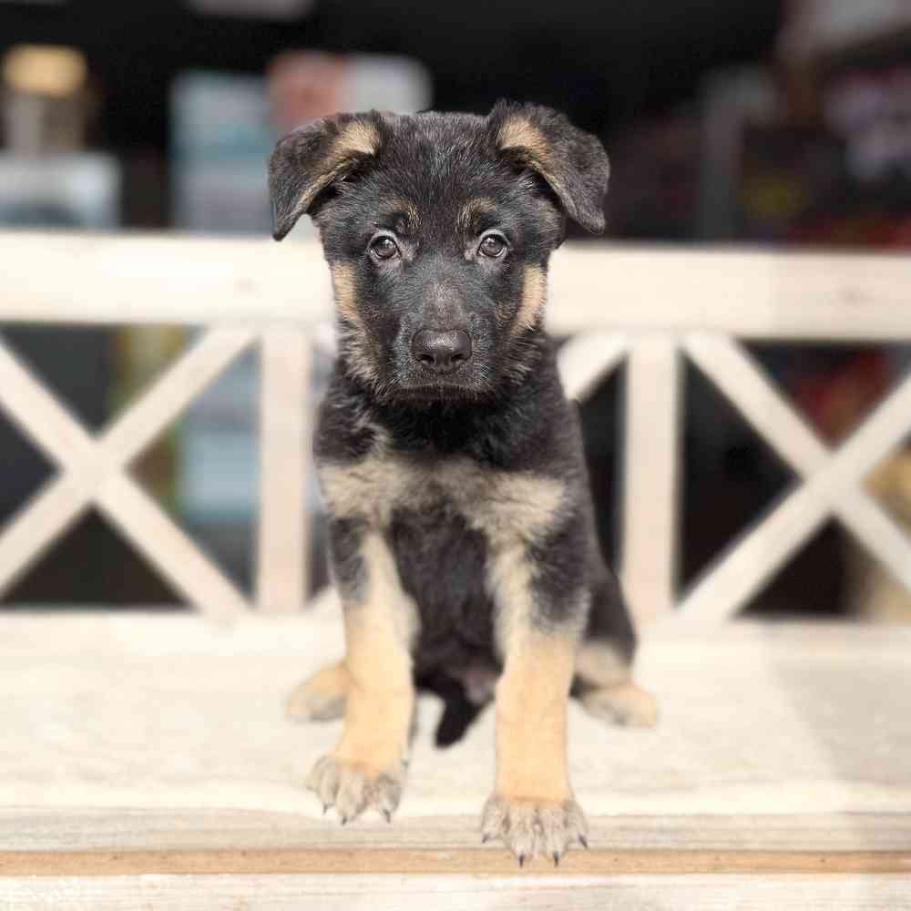 Image of a pet breed in the gallery