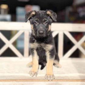 German Shepherd