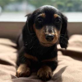 Dachshund