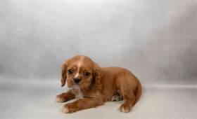 Cavalier King Charles Spaniel