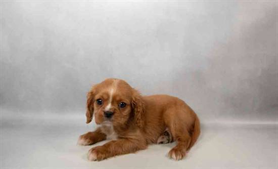 Cavalier King Charles Spaniel