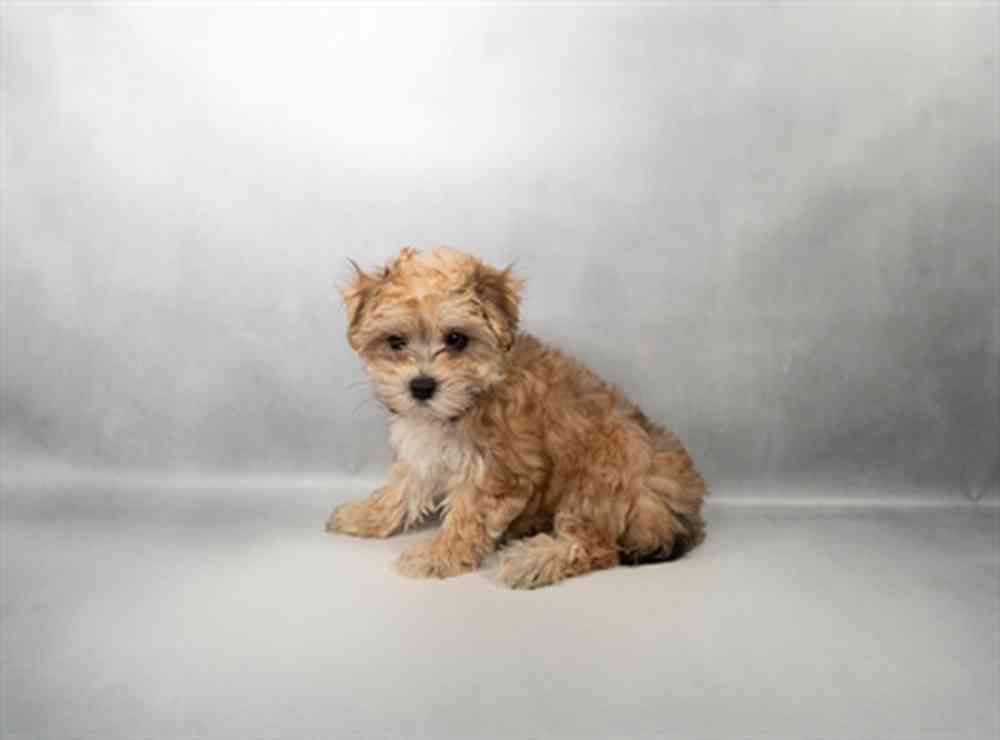 Image of a pet breed in the gallery