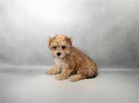 Morkie