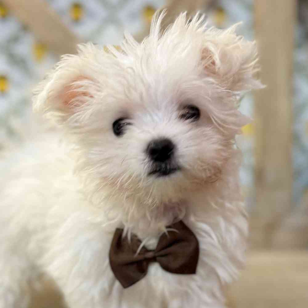 Image of a pet breed in the gallery