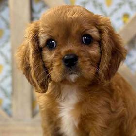 Cavalier King Charles Spaniel