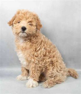 Maltipoo