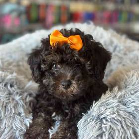 Toy Poodle