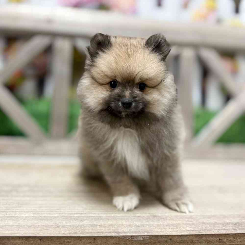 carousel pet images