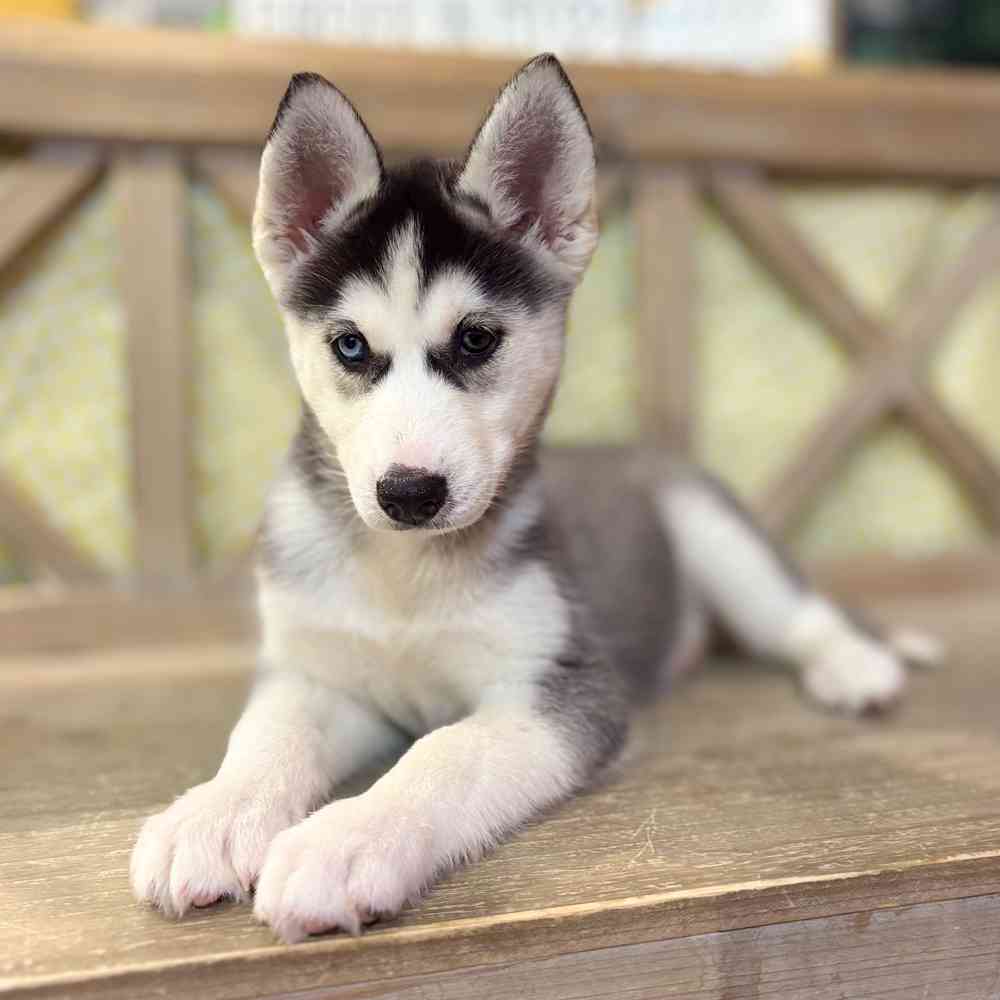 pet breed image