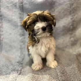 Havanese