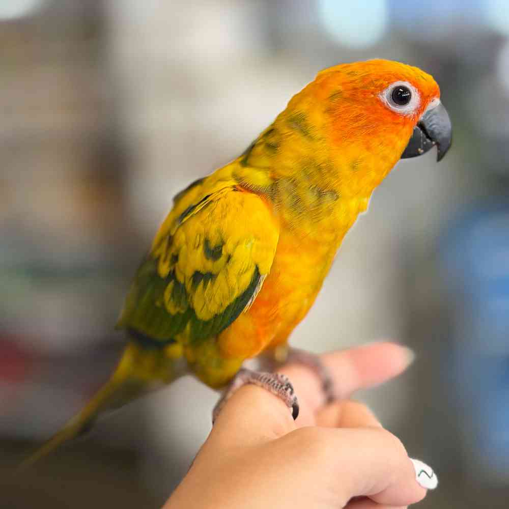 Image of a pet breed in the gallery