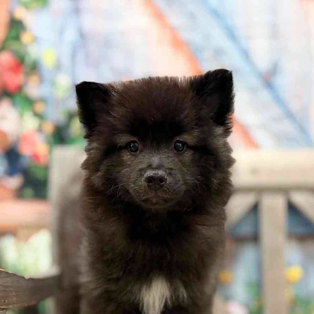 Image of a pet breed in the gallery