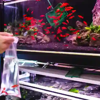 Image Alternative Text