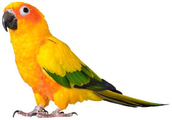 bird image on the right part of the block
