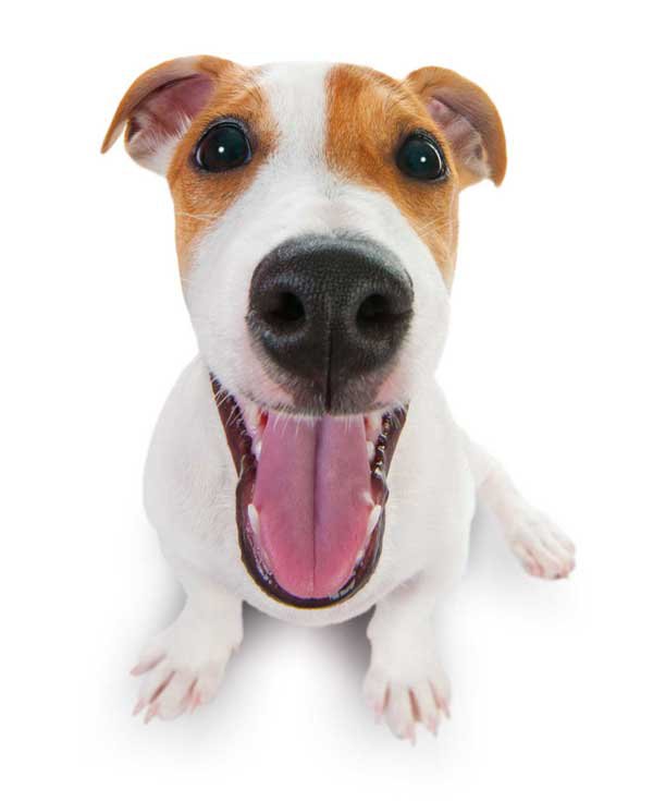 puppy image on the left part of block