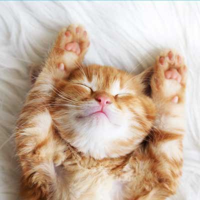 kitten image link for available kittens
