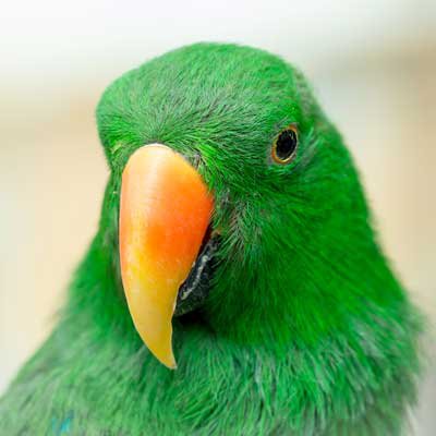Bird image link for available birds