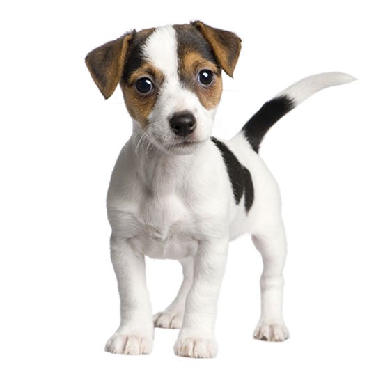 puppy image link for discount and deals