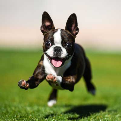 puppy image link for available puppies